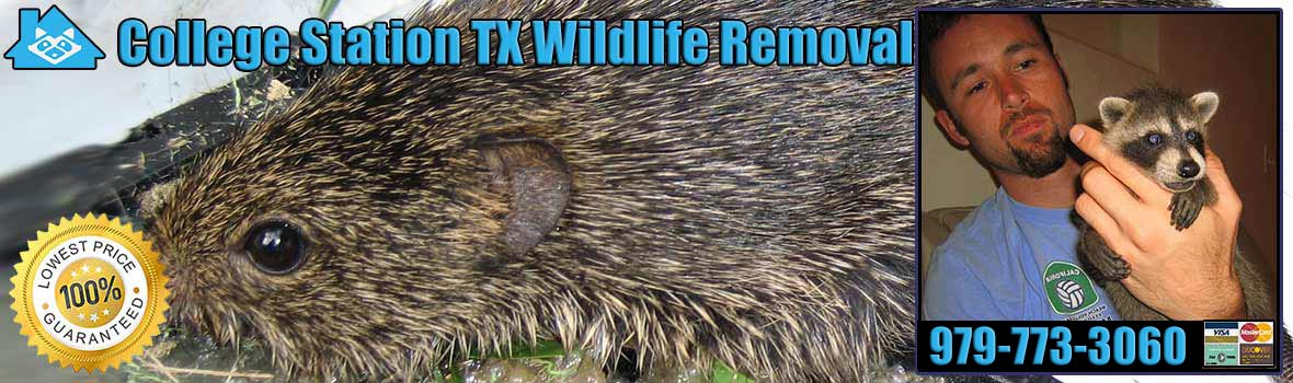 College Station Wildlife and Animal Removal